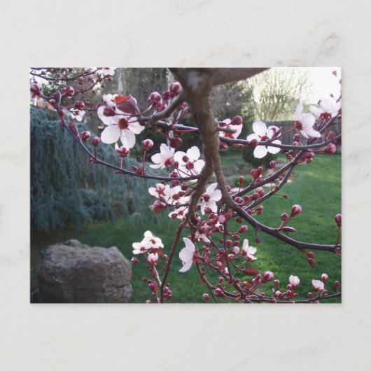 De lente is gestroomd briefkaart (Voorkant)