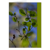 De lente komt van zichzelf CC0843 Zen proverb (Voorkant)