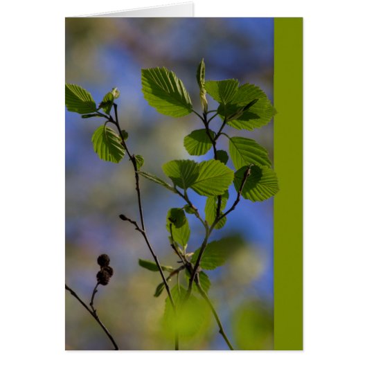 De lente komt van zichzelf CC0843 Zen proverb (Voorkant)