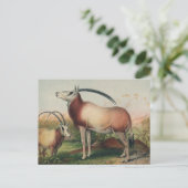 De Leucoryx-antilope van Joseph Wolf Briefkaart (Staand voorkant)