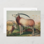 De Leucoryx-antilope van Joseph Wolf Briefkaart (Voorkant / Achterkant)