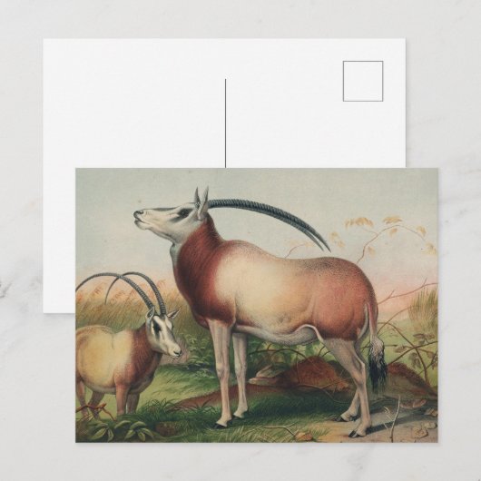De Leucoryx-antilope van Joseph Wolf Briefkaart (Voorkant / Achterkant)