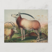 De Leucoryx-antilope van Joseph Wolf Briefkaart (Voorkant)
