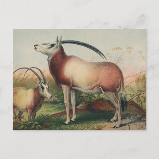 De Leucoryx-antilope van Joseph Wolf Briefkaart (Voorkant)