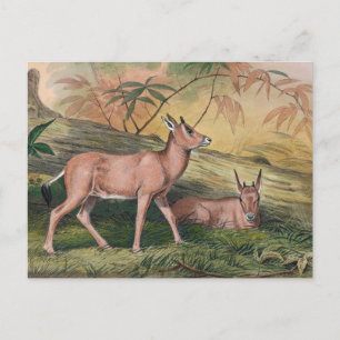 De Leucoryx van Joseph Wolf Briefkaart