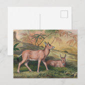 De Leucoryx van Joseph Wolf Briefkaart (Voorkant / Achterkant)