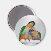De leuke Caique Magneet van de Waterverf van het (Voorkant / Achterkant)