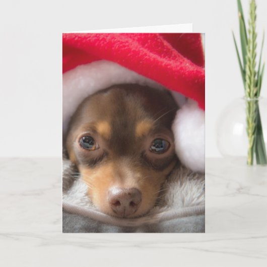 De leuke Kaart van Chihuahua Feliz Navidad van de (Voorkant)