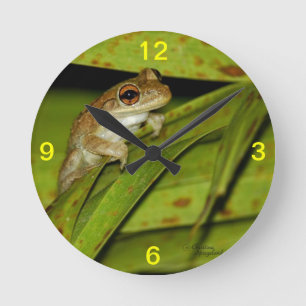 De leuke Klok van de Muur van de Kikker