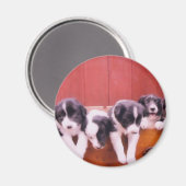 De leuke Magneet van het Puppy van Border collie (Voorkant / Achterkant)