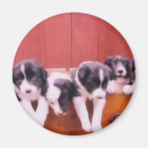 De leuke Magneet van het Puppy van Border collie