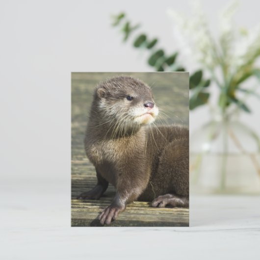 De leuke Otter van het Baby Briefkaart (Staand voorkant)