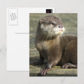 De leuke Otter van het Baby Briefkaart (Voorkant / Achterkant)