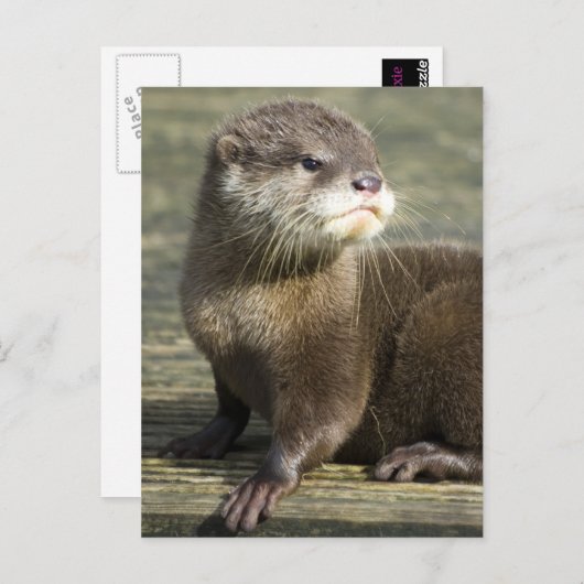 De leuke Otter van het Baby Briefkaart (Voorkant / Achterkant)