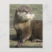 De leuke Otter van het Baby Briefkaart (Voorkant)