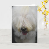 De leuke Oude Engelse Wenskaarten van de Kaart (Gele Bloem)