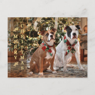 De leuke Redding Pitbull van Kerstmis en de Hond Feestdagenkaart