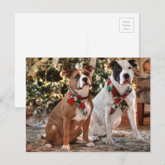 De leuke Redding Pitbull van Kerstmis en de Hond Feestdagenkaart (Voorkant / Achterkant)