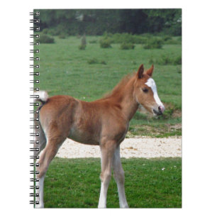 De leuke Schattige Lente van de Giften van het Lot Notitieboek