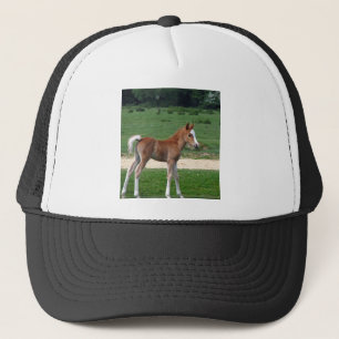 De leuke Schattige Lente van de Giften van het Lot Trucker Pet