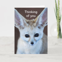 De Leukste Vos Fennec van werelden