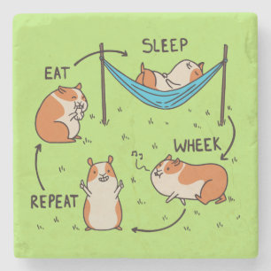 De levenscyclus van een cavia stenen onderzetter