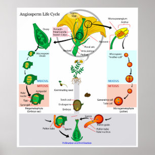 De levenscyclus van een Plant-angiosperm Poster