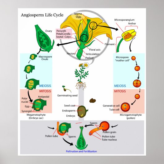 De levenscyclus van een Plant-angiosperm Poster (Voorkant)