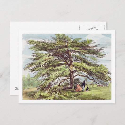 De Libanese cedar-boom in het Arboretum, Kew Garde Briefkaart (Voorkant / Achterkant)