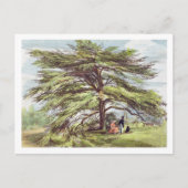 De Libanese cedar-boom in het Arboretum, Kew Garde Briefkaart (Voorkant)