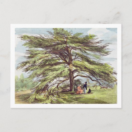 De Libanese cedar-boom in het Arboretum, Kew Garde Briefkaart (Voorkant)