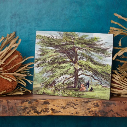 De Libanese cedar-boom in het Arboretum, Kew Garde Fotoplaat (Zijkant)