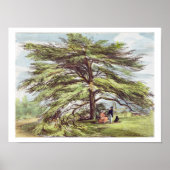 De Libanese cedar-boom in het Arboretum, Kew Garde Poster (Voorkant)