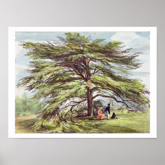 De Libanese cedar-boom in het Arboretum, Kew Garde Poster (Voorkant)