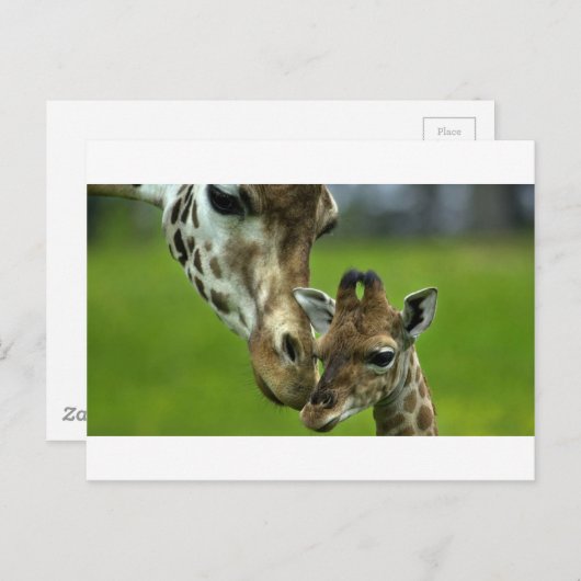 De liefde van de Giraffe moeder Briefkaart (Voorkant / Achterkant)