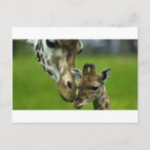 De liefde van de Giraffe moeder Briefkaart (Voorkant)