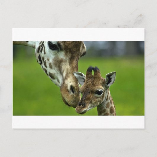 De liefde van de Giraffe moeder Briefkaart (Voorkant)