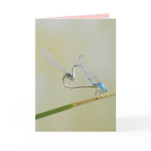 De Liefde van de libel