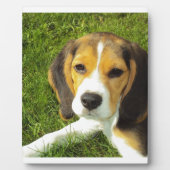 De Liefde van de Vrede van de Huisdieren van de Fotoplaat (Voorkant)
