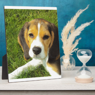 De Liefde van de Vrede van de Huisdieren van de Fotoplaat