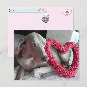 De liefde van de Wiemaraner Briefkaart