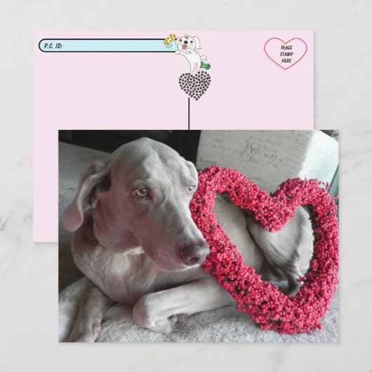 De liefde van de Wiemaraner Briefkaart (Voorkant / Achterkant)