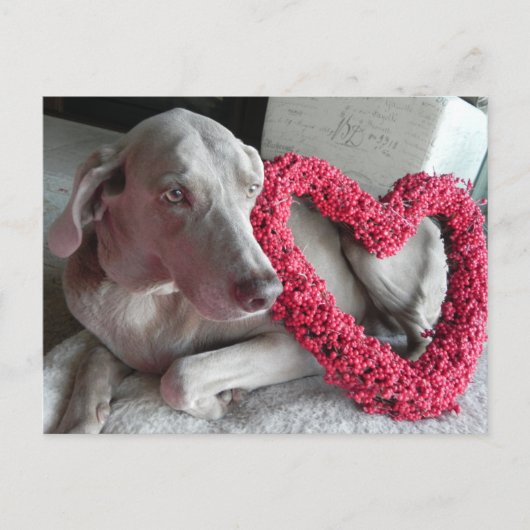 De liefde van de Wiemaraner Briefkaart (Voorkant)