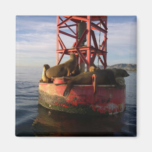 De Lionen van het zee die op een Buoy in Punt Dana Magneet
