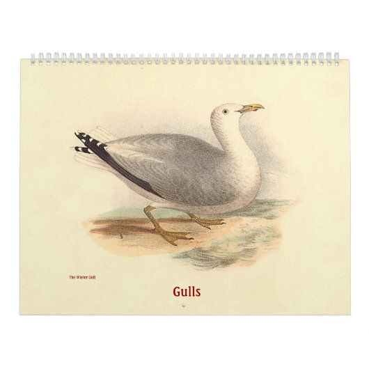 De Lithografieën van de zeemeeuw - van Vogels van Kalender (Hoes)