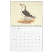 De Lithografieën van de zeemeeuw - van Vogels van Kalender (Mar 2027)