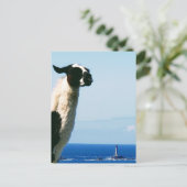 De Llama en de vuurtoren, Lands End, Cornwall. Briefkaart (Staand voorkant)