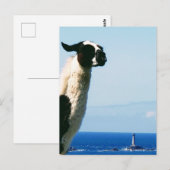 De Llama en de vuurtoren, Lands End, Cornwall. Briefkaart (Voorkant / Achterkant)