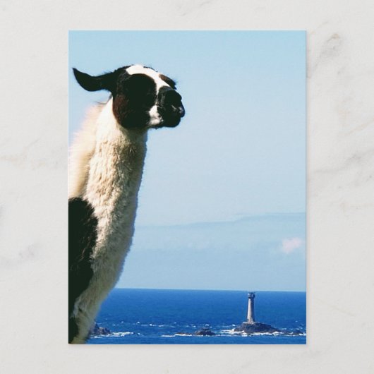 De Llama en de vuurtoren, Lands End, Cornwall. Briefkaart (Voorkant)