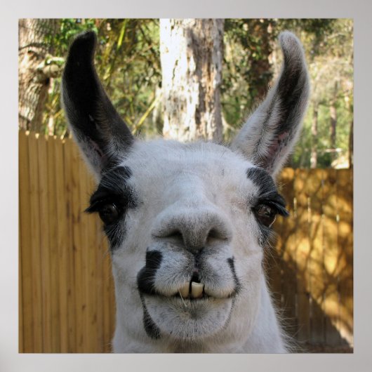 De Llama Poster (Voorkant)